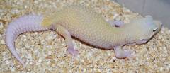 Adult Female Cyclone Leopard Geckos