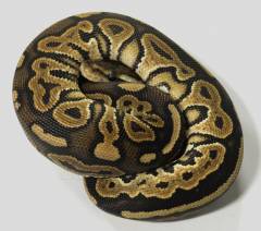 Baby Cinnamon Ball Pythons 100% Het for Genetic Stripe