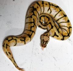 Baby Bumble Belly Ball Pythons