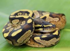 Baby Calico Ball Pythons