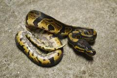 Baby Sable Ball Pythons