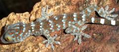 Baby Tokay Geckos