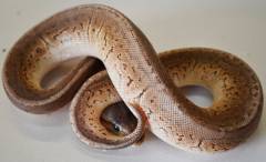 Baby Pewter Blast Ball Pythons