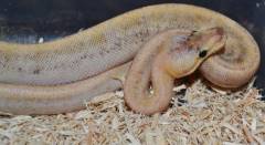 Baby Champagne Lemonblast Ball Pythons