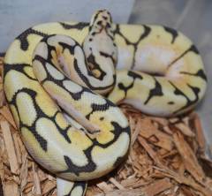 Baby Hypo Bumblebee Ball Pythons