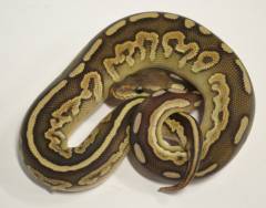 Baby Mojave Cinnamon Ball Pythons