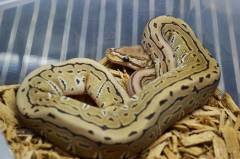 Baby Pinstripe Spark Ball Pythons