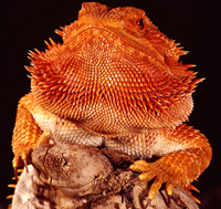 Bearded Dragons