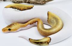 Baby Champagne Pied Ball Pythons