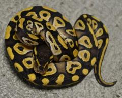 Small Mojave Ball Pythons