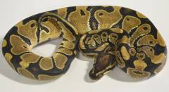 Small Ball Pythons 100% Het Albino