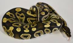 Medium Mojave Ball Pythons