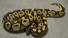 Sub Adult Mojave Ball Pythons