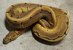 Small Pinstripe Ball Pythons
