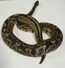 Adult Granite Ball Pythons