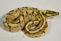 Baby Mystic Fire Spider Ball Pythons