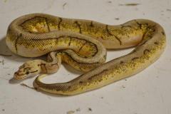 Small Spinner Blast Ball Pythons