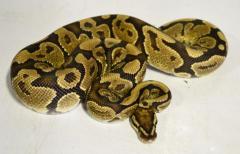 Sub Adult Fire Granite Ball Pythons