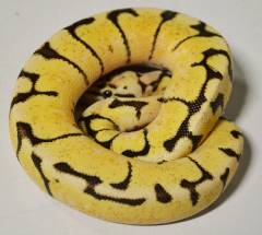 Small Fire Bee Ball Pythons