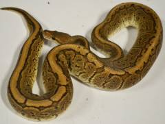 Medium Black Pinstripe Ball Pythons