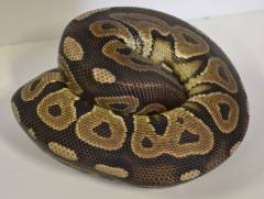 Medium Cinnamon Ball Pythons