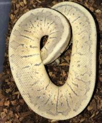 Small Chocolate Super Blast Ball Pythons