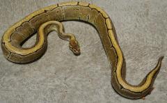 Adult Pinstripe Ball Pythons