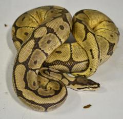 Adult Mojave Spider Ball Pythons