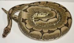 Adult Axanthic Spider Ball Pythons