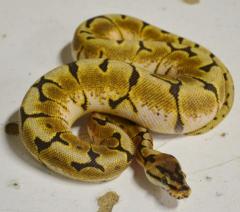 Baby Stinger Bee Ball Pythons
