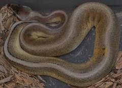 Baby Pewter Genetic Stripe Ball Pythons