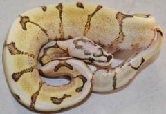 Baby Amoretti Spider Ball Pythons