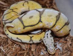 Baby Vanilla Super Pastel Ball Pythons