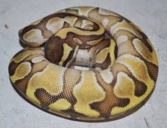 Baby Enchi Lesser Ball Pythons