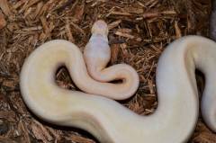 Baby Banana Pastel Champagne Ball Pythons