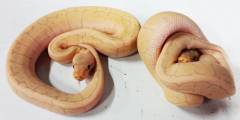 Baby Banana Lemon Blast Ball Pythons