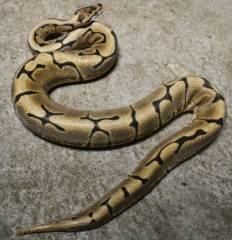 Adult Stinger Bee Ball Pythons