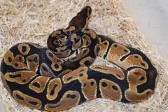 Small Orange Dream Ball Pythons