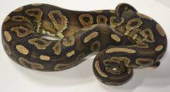 Sub Adult Black Pastel Yellow Belly Ball Pythons