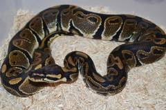 Sub Adult Ultra Melanistic Ball Pythons