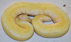 Sub Adult Albino Spider Ball Pythons