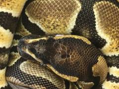 Sub Adult Scaleless Head Ball Pythons