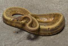 Adult Spinner Ball Pythons