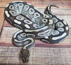Adult Mystic Ball Pythons
