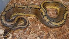 Sub Adult Sable Pinstripe Ball Pythons