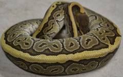 Small Jigsaw Ball Pythons