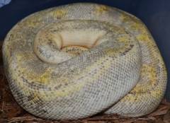 Adult Champagne Pastel Ball Pythons