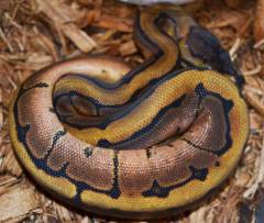Baby Calico Pinstripe Ball Pythons