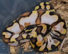 Baby Pastel Enchi Calico Ball Pythons