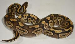 Adult Mojave Ball Pythons